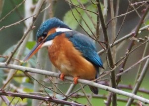 Eisvogel Stadtbach Galeggenweg